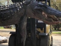 Obiectele care au aparținut unor câini au fost găsite în stomacul unui aligator, după 24 de ani