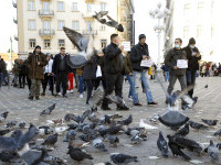Hrănirea porumbeilor, interzisă la Timișoara. Nu se mai permite nici plimbarea animalelor de fermă cu autobuzul
