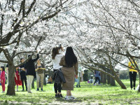 Mai multe persoane se plimbă printre copacii înfloriți din Grădina Japoneză din parcul Herăstrău din Capitală