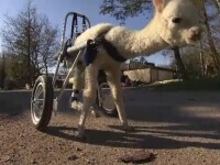 Marie, puiul de alpaca cu trei picioare care aleargă cu un cărucior special. A fost adoptată de o familie din Germania