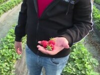 Căpșunile românești apar în piețe. Explicația prețului mai ridicat față de cele de import