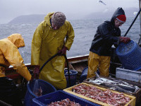 Pescarii francezi au blocat camioanele cu pește din Anglia. ”Vreți să vă păstrați apele? Atunci păstrați-vă și peștele”