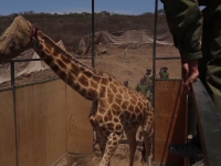 Mai multe girafe din Kenya au fost mutate cu armata. Care a fost motivul