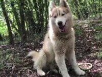 husky