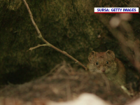Șoarecele dungat a fost redescoperit în România după mai bine de un secol. Cum ar putea fi protejat