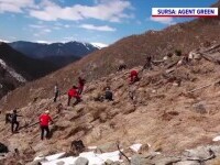 Voluntarii plantează în ritm alert copaci la 1400 de metri altitudine, în zona Făgăraș-Iezeru. S-au defrișat 300 ha