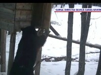 Urs filmat în timp ce fură un sac de porumb în pădurile din Caraș-Severin