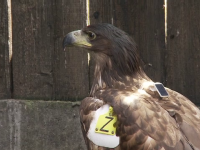 Un codalb care și-a petrecut iarna în captivitate în Mureș a fost eliberat. Traseul lui este acum monitorizat