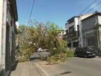 Un copac de mari dimensiuni s-a prăbușit pe o stradă din Sectorul 2 al Capitalei