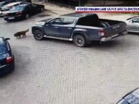 Șofer căutat la Iași după ce a trecut cu mașina peste un câine. L-ar fi lovit intenționat
