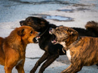 Femeia mușcată de o haită de câini comunitari în Iași, despăgubită de Înalta Curte. Execută silit primăria pentru 50.000 lei