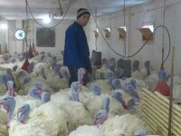 De ce refuză românii salarii de 4.000 de lei net, plus bonuri de masă, în agricultură