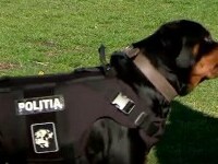 Toxa, mândria poliției din Iași. Câinele de asalt are peste 500 de misiuni îndeplinite
