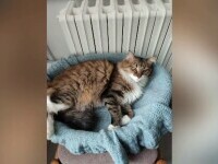 A dispărut pisica Muza, mascota Muzeului Județean Vaslui. „Probabil a fost furată și închisă”