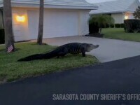 Aligator Florida, Statele Unite