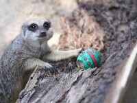 Animalele de la o grădină zoologică din Chile au primit ouă speciale de Paște