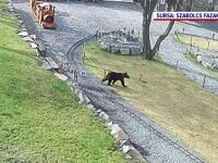 Pofta irezistibilă de mișcare a unui pui de urs a pus autoritățile în alertă. Cum l-au surprins camerele de supraveghere