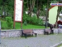 Tot mai mulți urși văzuți de români pe străzi