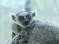 Un pui de lemur cu coadă inelată, senzația grădinii zoologice din Viena