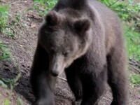 Un urs a fost văzut in pădurea Scroviștea din județul Ilfov. Animalul ar putea deveni periculos