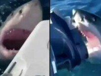 Un rechin alb a atacat barca unei familii din Australia timp de o oră. 