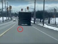 VIDEO. Șobolani filmați cum cad pe șosea dintr-un camion, care ridicase gunoiul de la un bloc