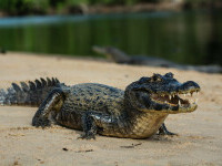 crocodil plaja