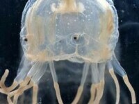 meduza cutie