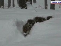 Cinci pui de mistreț la plimbare printr-o pădure din Suceava, prin șleaurile din zăpadă