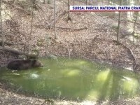 Animalele din pădure și-au improvizat o piscină unde se bălăcesc zilnic, în Parcul Național Piatra Craiului | VIDEO