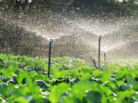 (P) Importanța sistemelor de irigații în agricultură pentru o alimentație sănătoasă