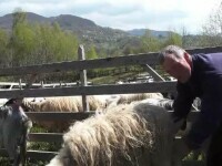A început „măsuratul oilor” pe Valea Gurghiului. Ce reprezintă tradiția