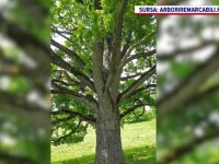 Arborii seculari, de acum protejați de lege. Criteriile de stabilire pentru arborii remarcabili