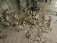 maimute thailanda