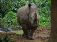 Un exemplar rar de tânăr rinocer de Java a fost observat într-un parc naţional indonezian