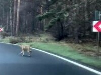 Biciclist urmărit de un lup, pe șoseaua care coboară din Poiana Brașov. Cum a scăpat nevătămat