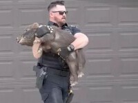 Un ofițer de poliție a devenit viral după ce a urmărit și a prins un porc în libertate, într-un cartier din Utah
