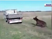 Un cioban și-a alergat măgarul legat de camionetă, iar localnicii i-au cerut socoteală. Ce s-a întâmplat când a venit Poliția