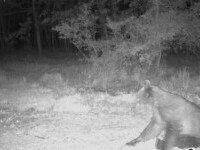 Ursul din Ciolpani a fost văzut din nou. Autoritățile au pornit o operațiune de căutare