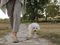 Care sunt cele mai populare rase de câini din România. Rex, Max, Bobiță și Bella, cele mai comune nume