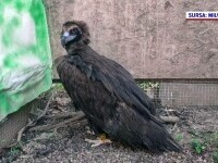 vultur negru