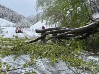 Un nou episod de iarnă bulversează nordul României. A nins puternic, iar vântul a frânt copacii