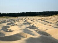 Sudul țării se va transforma în deșert, dacă nu plantăm 350.000 de hectare de pădure. “Până și în buza Saharei se plantează