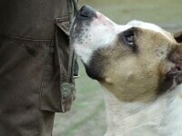 Tot mai mulți câini cu potențial agresiv ajung în adăposturi publice și în grija asociațiilor. Oamenii se tem să îi adopte