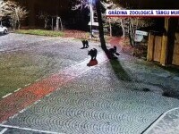 ursi, targu mures