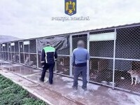 Câini fără stăpân, eutanasiați în condiții suspecte în Alba și Mureș. Ancheta scoate la iveală detalii scandaloase