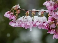 Zăpada mieilor – ultima suflare a iernii, între legendă și realitate