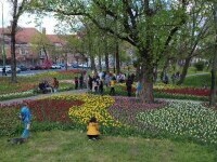lalele, timisoara
