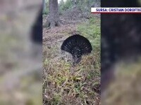 Apariție rară într-o pădure din Bucovina. Ce au filmat câțiva turiști | VIDEO