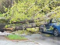 Un copac mare a căzut peste o mașină care circula pe Splaiul Unirii din București. Șoferul a fost rănit. FOTO